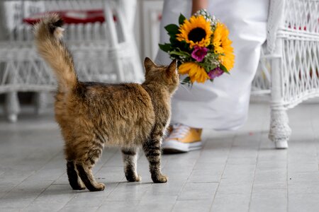 Tabby Cat front porch wedding bouquet