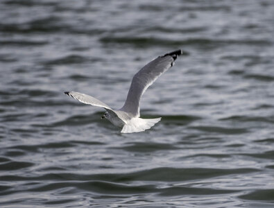 Flying Seagull over the water photo