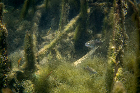 Ash Meadows Amargosa pupfish-2