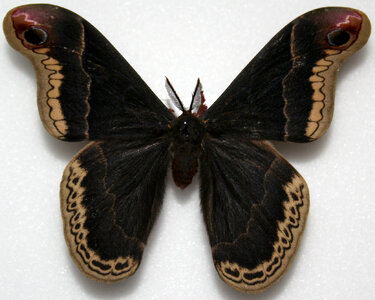 Male Promethea Silkmoth - Callosamia promethea