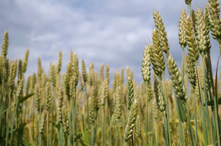 The grain field nature photo