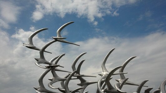Sky bird fly