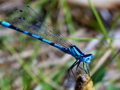 Blue nature wing