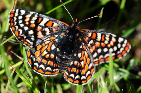 Bay Checkerspot Butterfly photo