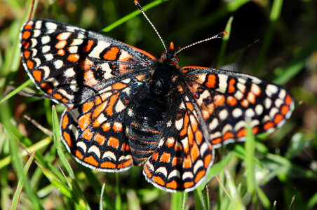 Bay Checkerspot Butterfly