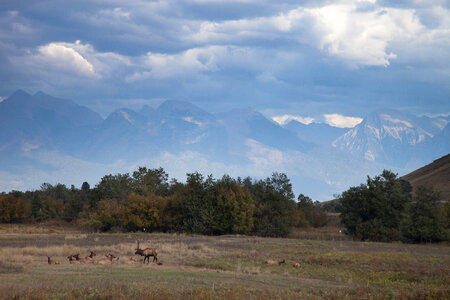 Elk herd with mountain backdrop photo