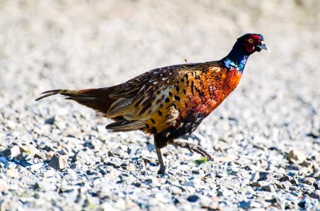 Animals flush gallinaceous