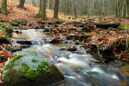 Autumn creek ecology photo