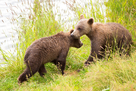 Kodiak brown bear cubs-1