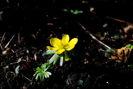 Bloom yellow eranthis hyemalis