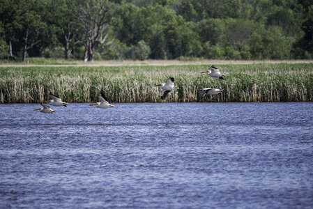 Group of Pelicans flying over the water photo