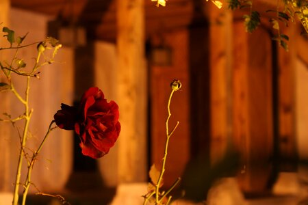 Branch hip rose