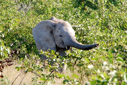 Africa safari namibia photo