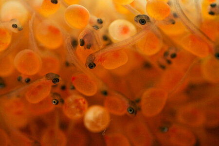 Fish eggs-1