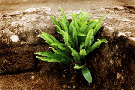 Garden green growth