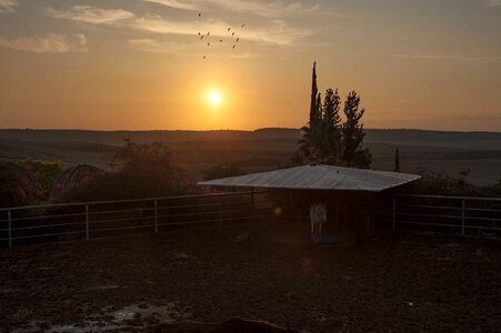 Farmland stable cow photo