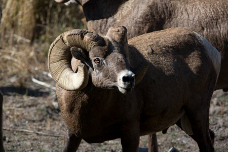 Ram portrait