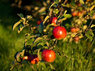 Eating healthy healthy food eco-friendly