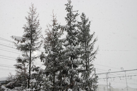 4 Snow and tree photo