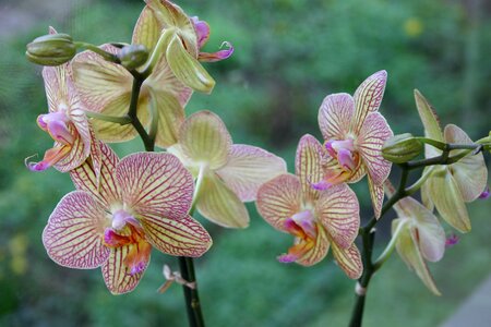 Flowers orchids bloom