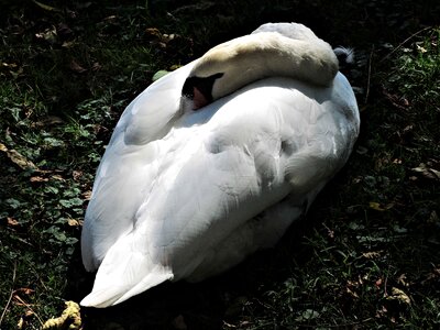 Nature graceful canada