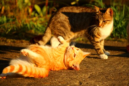 Animal cat claw