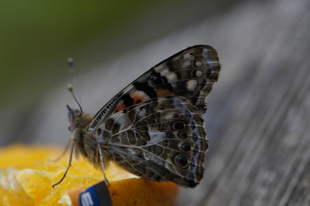 Animal arthropod biology