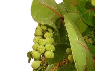 Coccoloba uvifera leaves tree