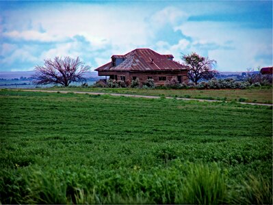 Field grass blue
