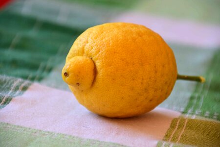 Citrus diet dietary