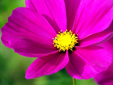 Violet purple petals