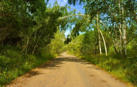 Summer tree landscape