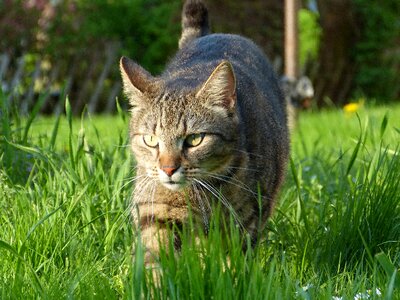 Meadow green hunting