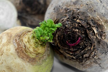 Details green leaves radish