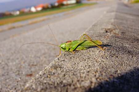 Grasshopper insect green photo