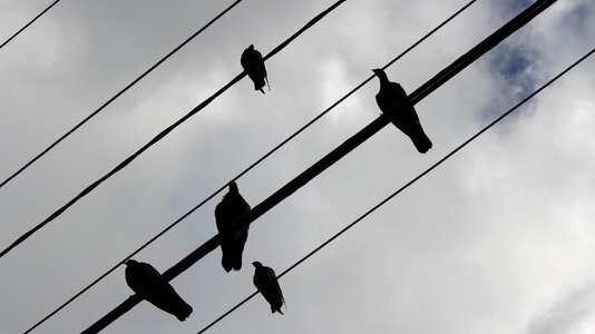 Birds on the wires photo