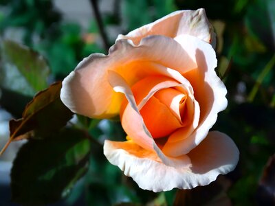 Rose bloom flower pink orange photo