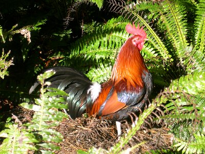 Bantam bird photo