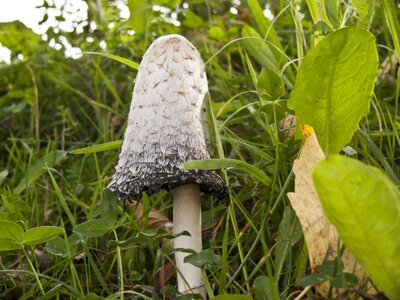 Autumn mushrooms coprinus comatus photo
