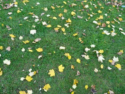 Autumn fall leaves meadow photo