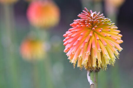 Orange colorful nature