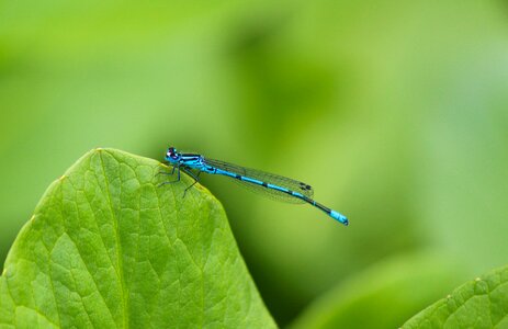 Insect waters demoiselle photo