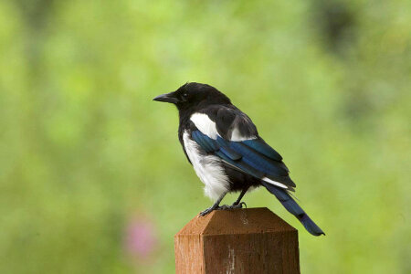 Black-billed magpie-1 photo