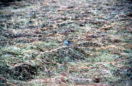 Bird grass plants Scolopacidae