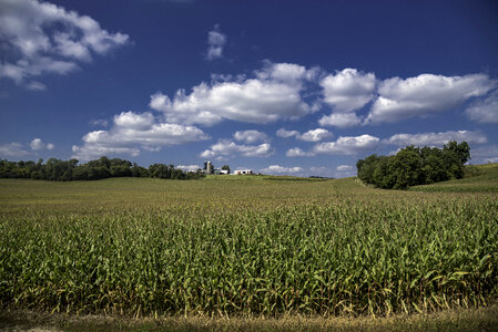 Farmhouse beyond the rows of corn under the skies