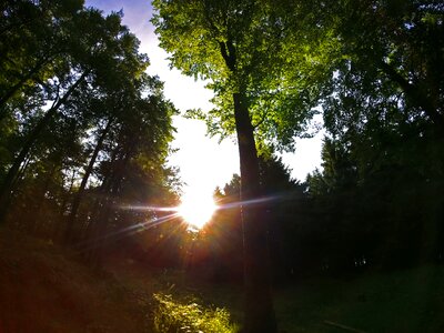 Silhouettes trees setting photo