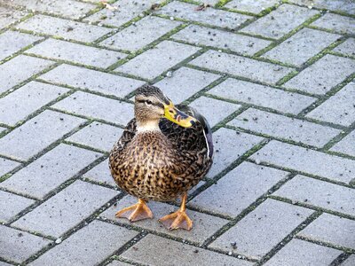 Bird plumage bill