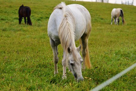 Ride pasture grazing