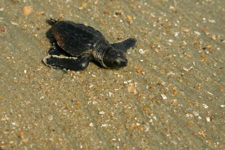 Baby loggerhead heading towards ocean