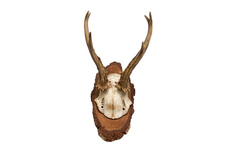 Hunting trophy retro red deer